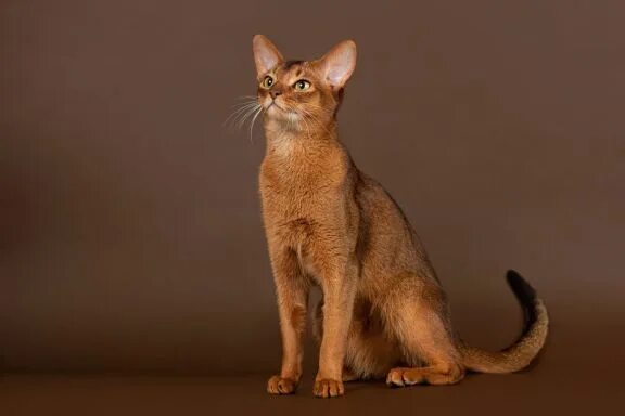 Фотографии абиссинских кошек: бесплатно и без ограничений Абиссинская кошка Фото