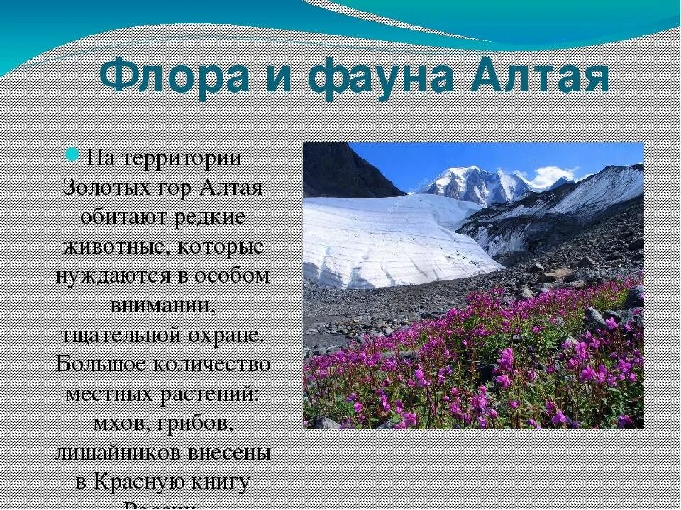 Реферат на тему особенности жизни в горах. Алтай горы растительный мир. Золотые горы Алтая сообщение. Золотые горы Алтая растительный мир.