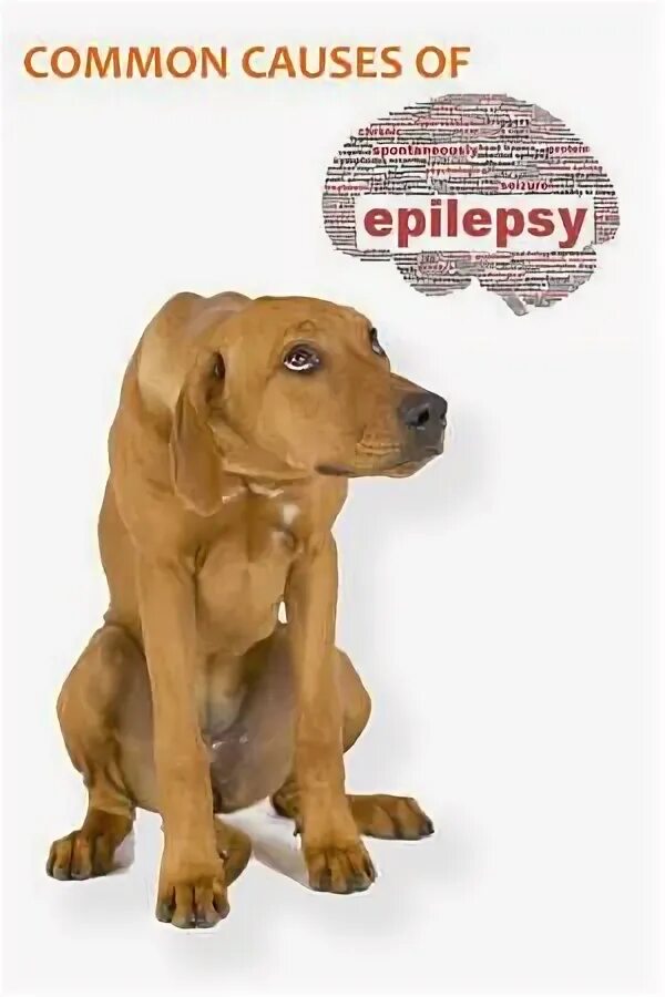 Эпилепсия у собак симптомы. Эпилепсия у собак причины