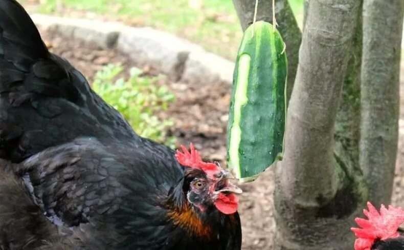Можно ли курицам давать гранат