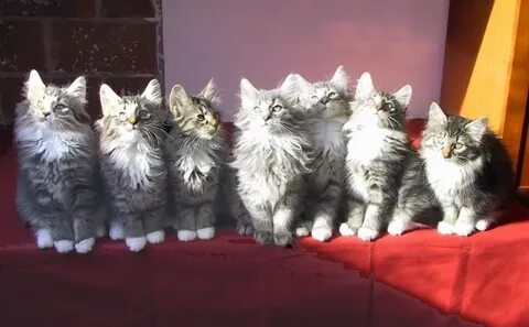 Котобаз 136