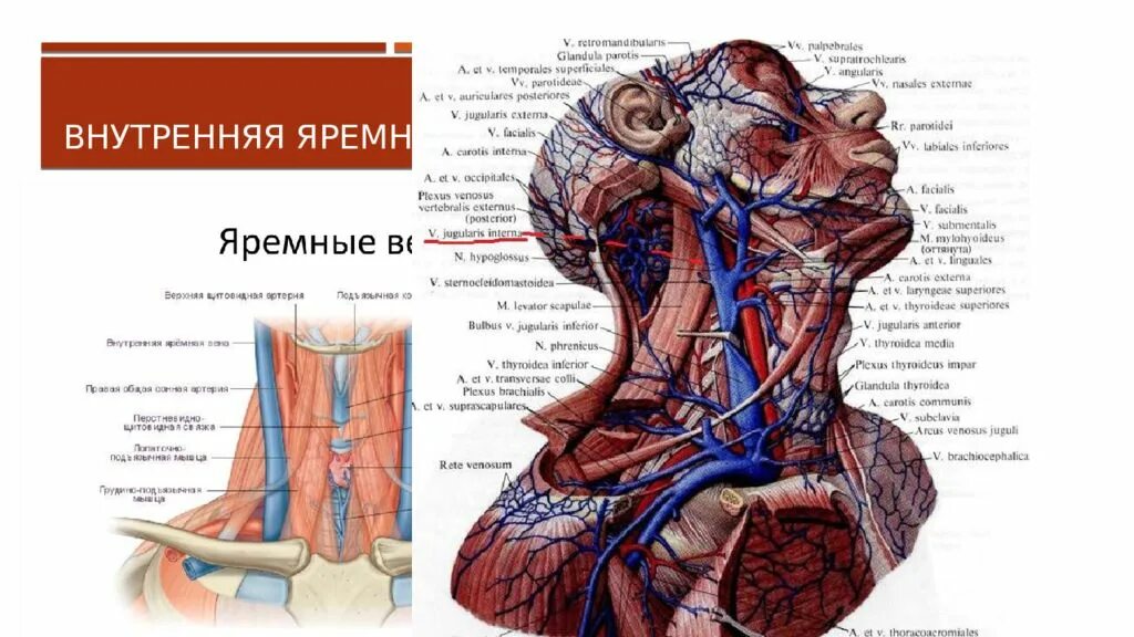 Яремная артерия где находится. Наружная яремная Вена анатомия. Внутренняя яремная и наружная яремная вены.