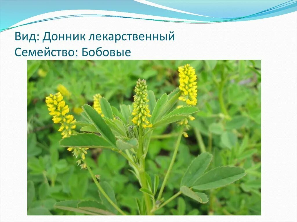 Кормовое растение семейства бобовых. Кормовое растение семейства бобовых