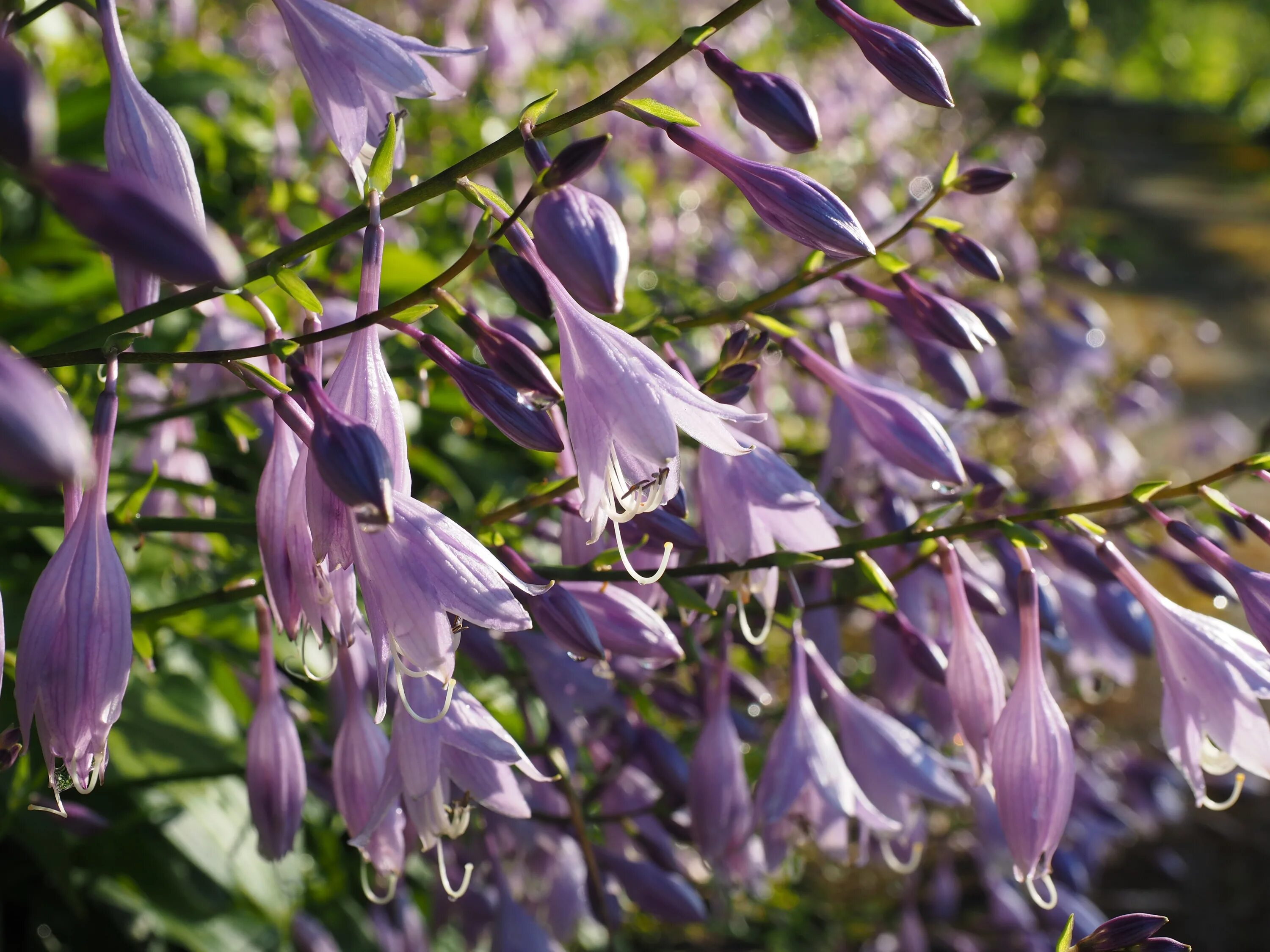 Куст с лиловыми цветками. Plantain lilies. подлески цветы. кустик с сиреневыми цветами. сиреневые лилии.