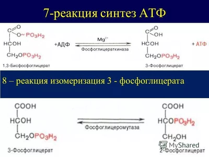 Реакция образования АДФ из АТФ. Синтез АТФ реакция. Реакции с использованием АТФ. Фосфоглицерат.