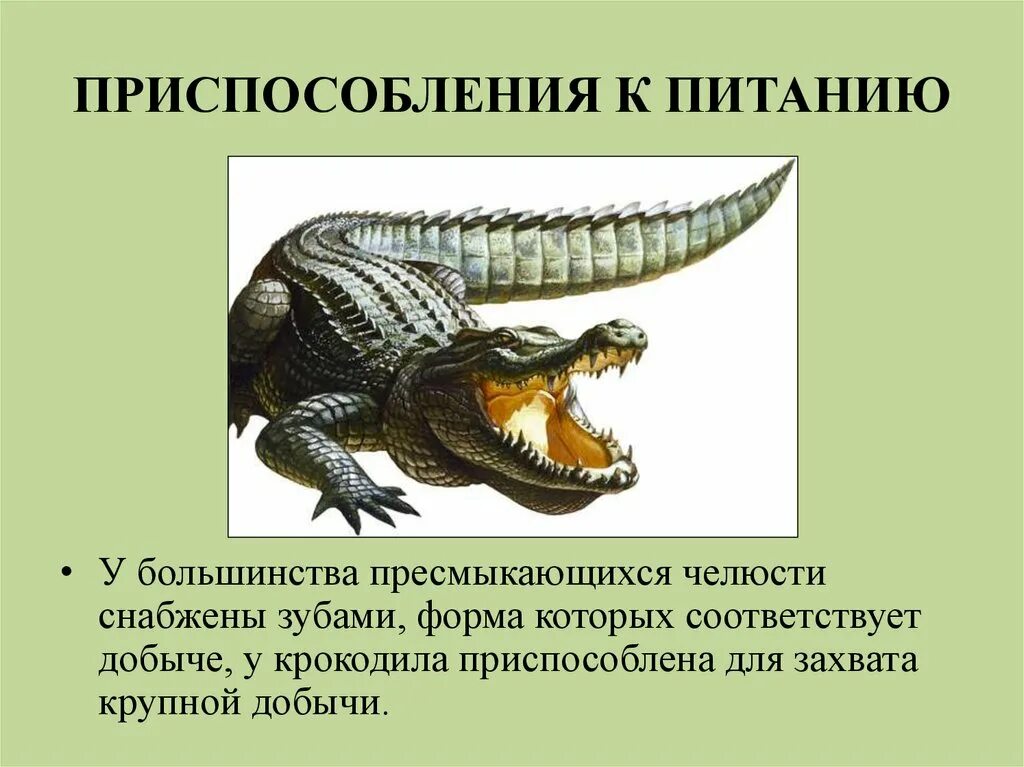 Приспособленность рептилий к жизни на суше. Пресмыкающиеся окружающий мир. Отряд пресмыкающиеся крокодилы презентация. Строение тела крокодила.