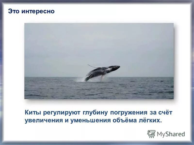 синий кит ныряет. глубина погружения синего кита. при каком условии тело тонет в жидкости. на какую глубину погружаются киты. при каких условиях тело тонет.