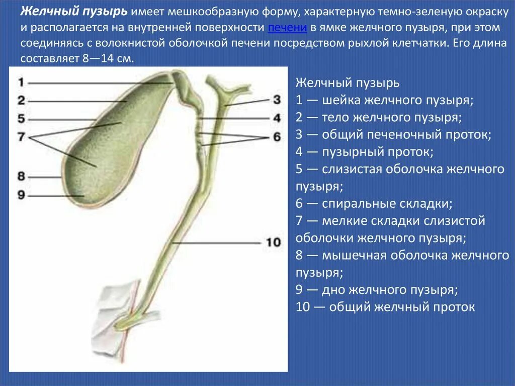 Желчный пузырь шейка тело