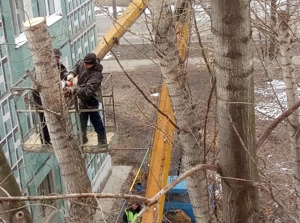 Спил придомовых деревьев. Аварийные деревья. Фотофиксация аварийных деревьев. Снос аварийных деревьев. Снос и обрезка деревьев.