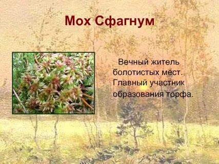 Вечный житель