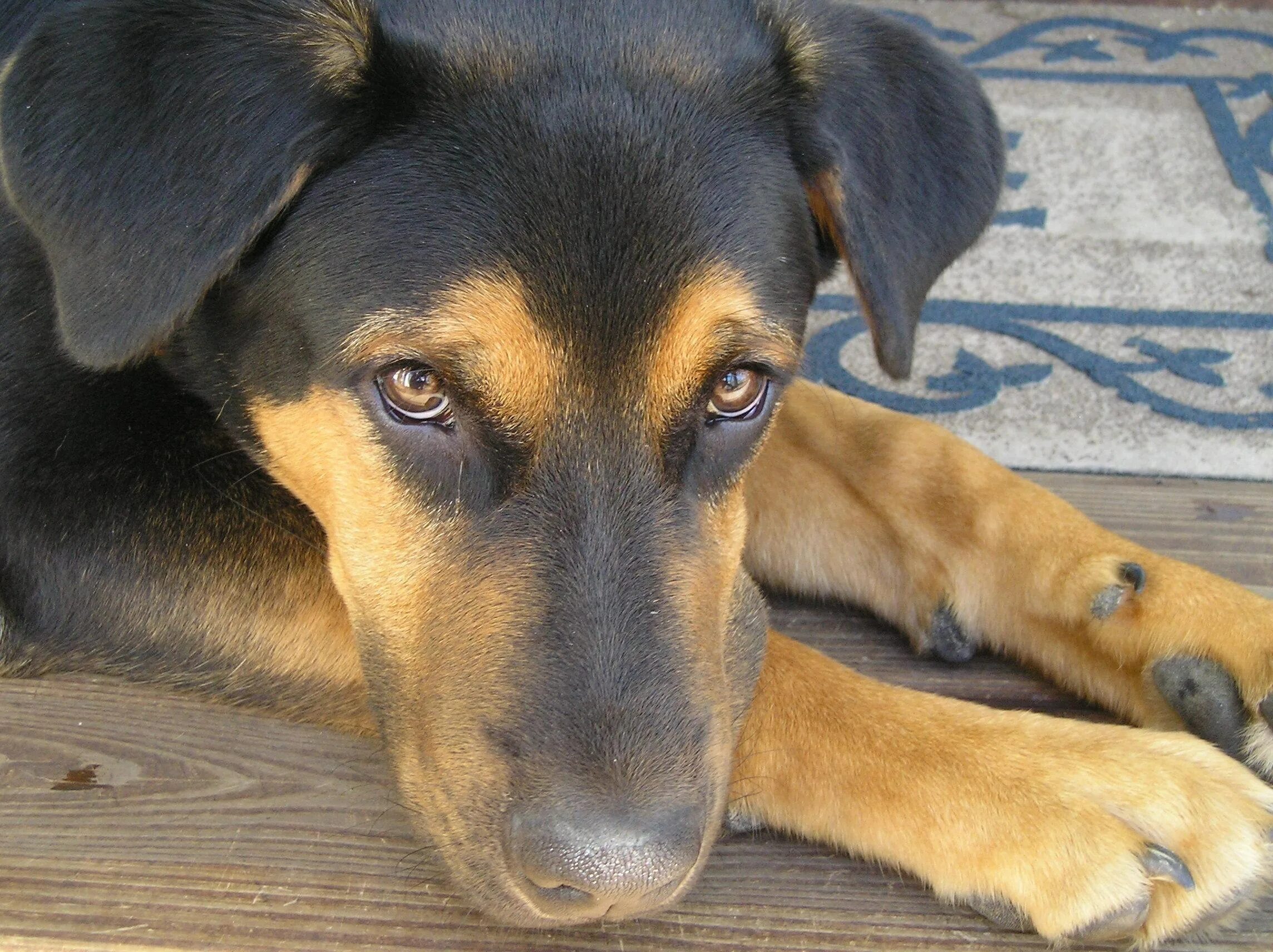 Печень у собаки симптомы. Желтушная форма лептоспироза у собак. Желтушность кожи у собак.