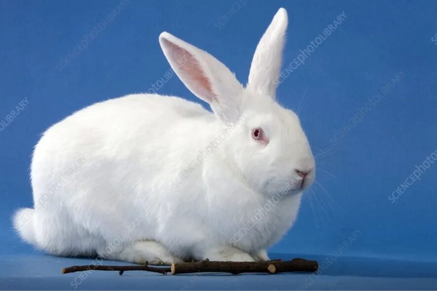 Rabbit type