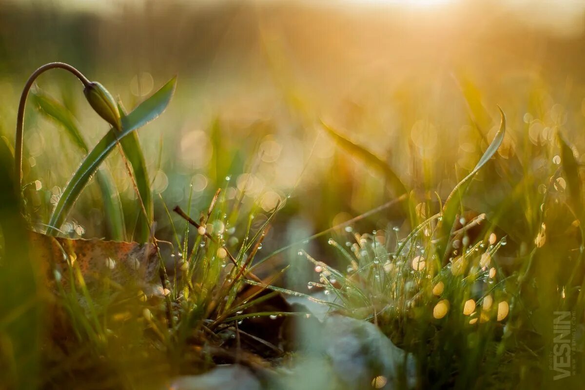 Утренняя роса. Утро роса. Нежность природа. Утренняя роса на траве