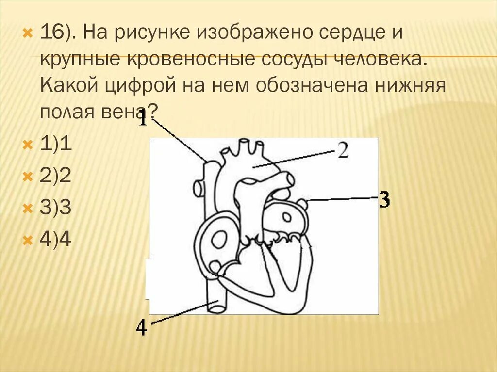 Какими цифрами обозначены на рисунке полые вены. Сердце и крупные сосуды рисунок. Какой цифрой на рисунке обозначена нижняя полая Вена?. Рисунку сердца с цифрами обозначениями.