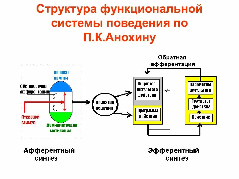 Структурные элементы функциональных систем