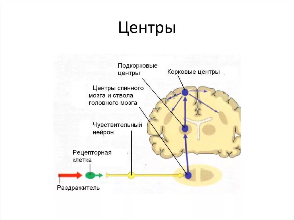 Корковые центры мозга. Подкорковые центры. Подкорковые зрительные центры. Подкорковые и корковые центры зрения. Подкорковые и корковые слуховые центры.