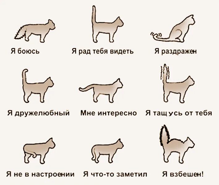 Говорить на языке кота. Словарь кошек. Положение хвоста у кошки. Язык котов по хвосту. Кошачий язык переводчик.