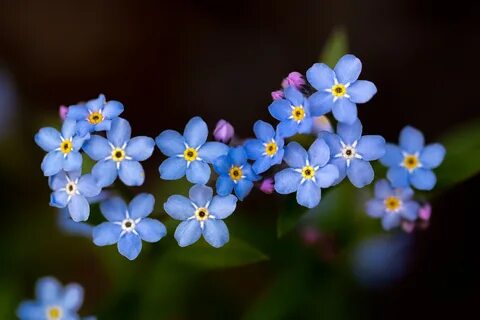 Forget me nots