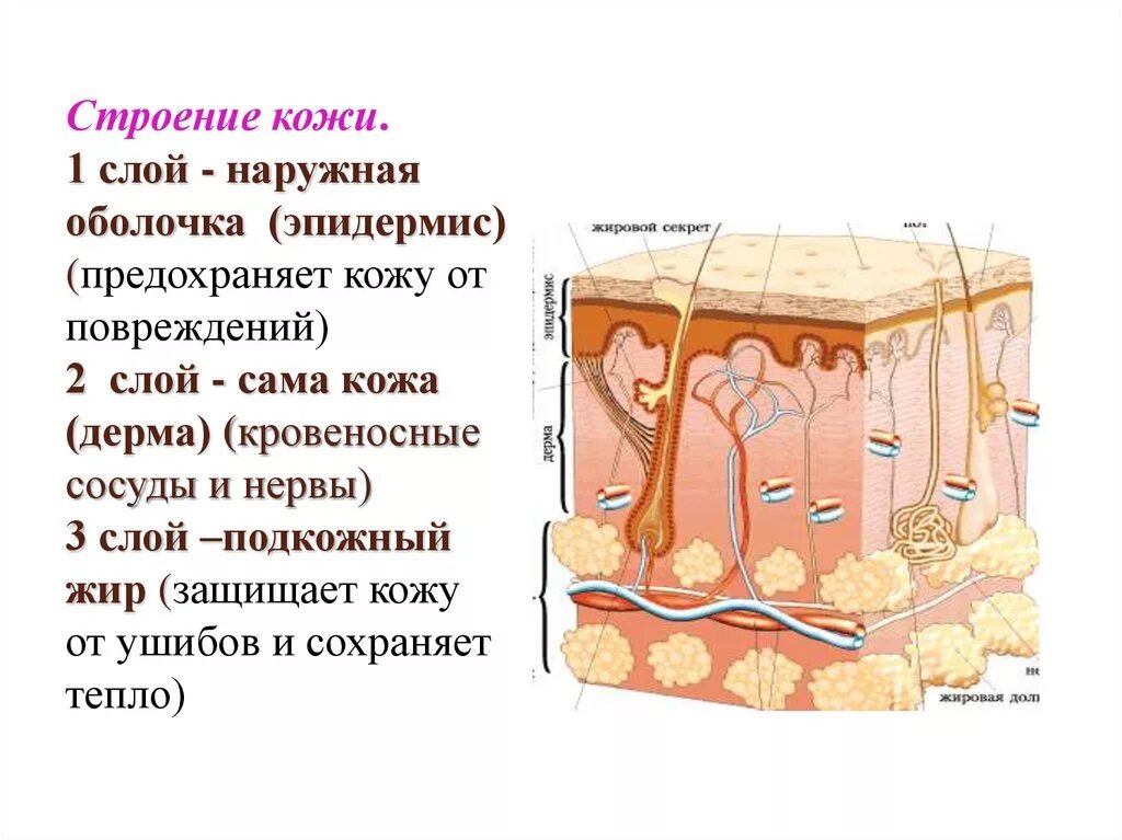 Какие три слоя кожи