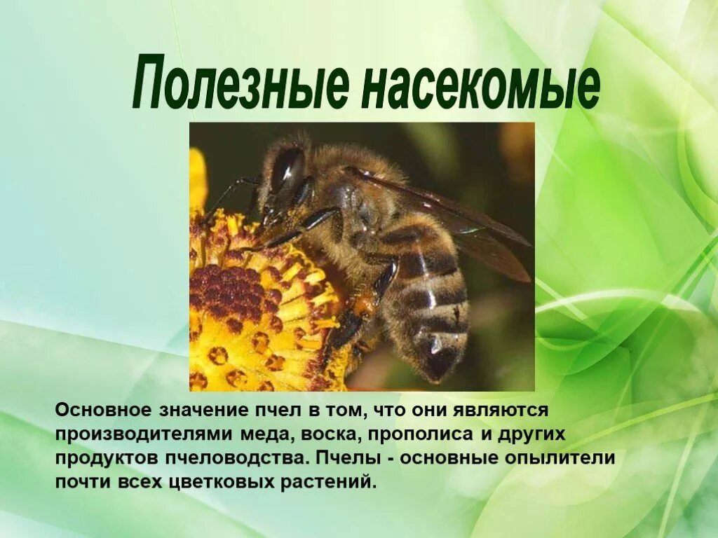 Почему пчел относят к насекомым. Полезные насекомые. Презентация на тему насекомые. Полезные насекомые презентация. Тема пчел для презентации.
