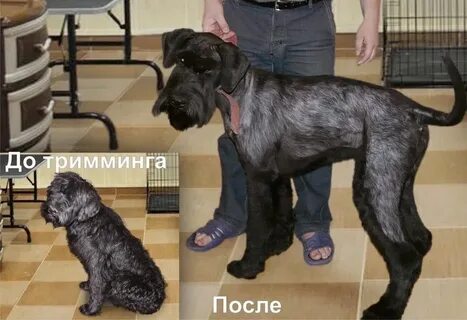 Что такое тримминг