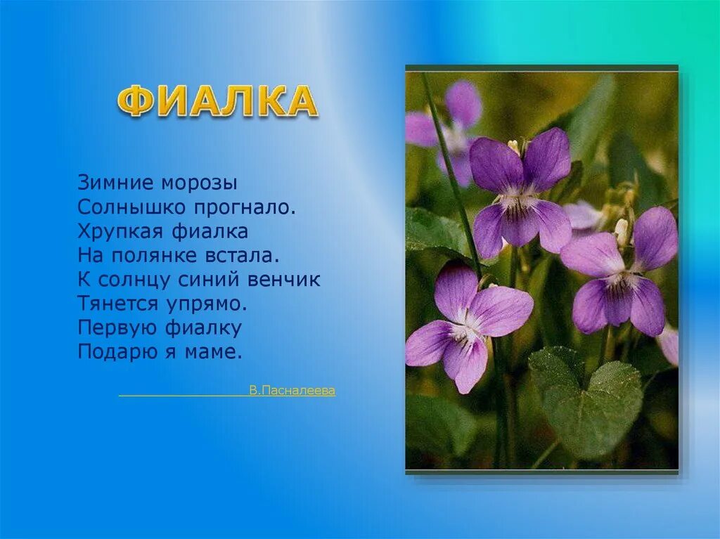 Фиалка факты. Стих про фиалку. Стихотворение про фиалку для детей. Фиалка для дошкольников. Рассказать детям о фиалке.