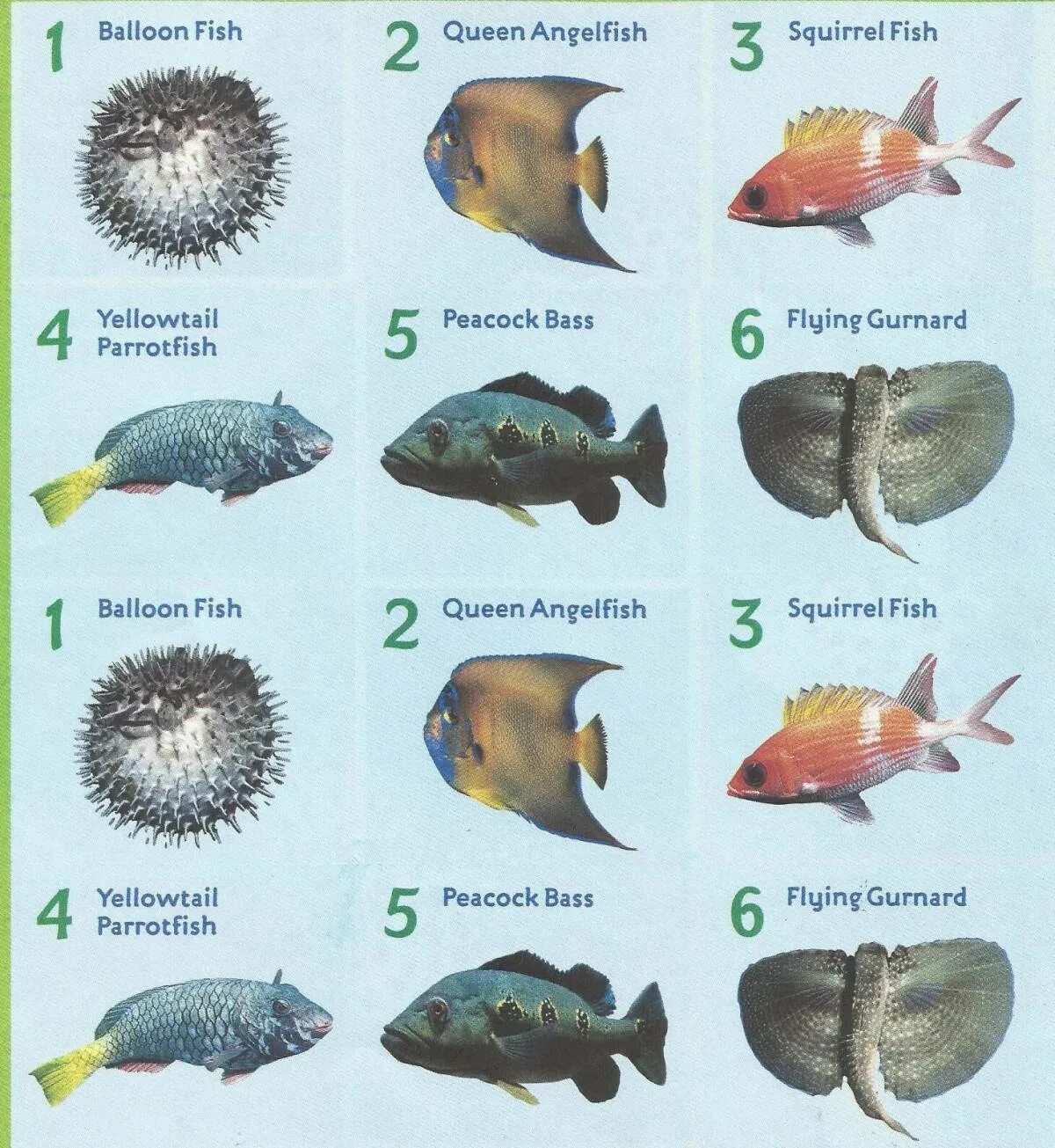 Рыбка на букву т. Морские рыбки. Аквариумные рыбы для детей с названиями. Морские аквариумные рыбы. Морские рыбки виды.