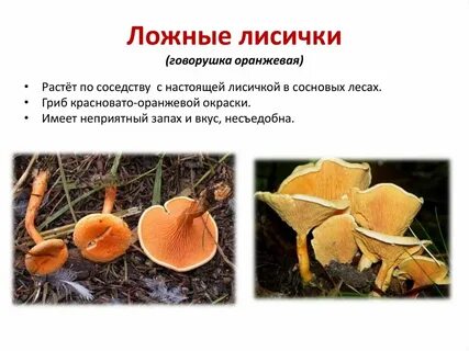 Ложная лисичка как отличить от съедобной