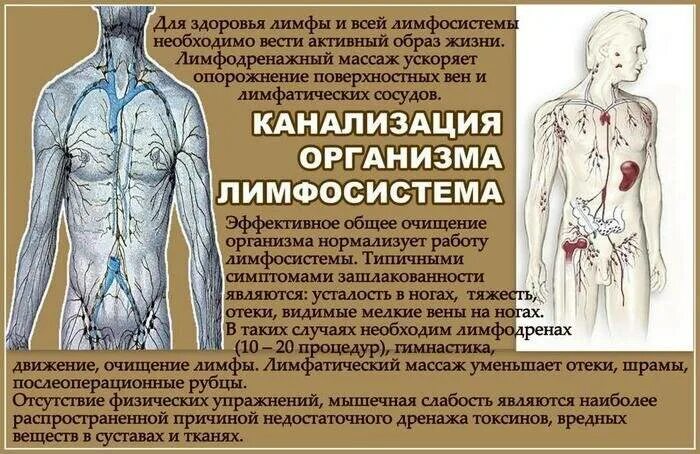 Как разогнать лимфу и избавиться от отеков