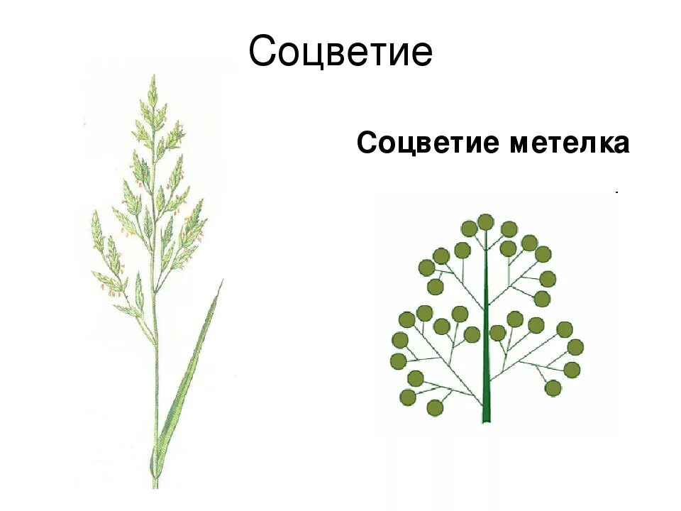 Растения с соцветием метелка. Соцветие колосовидная метелка. Соцветие метелка схема. Схема сложного соцветия метёлка. Сложный початок