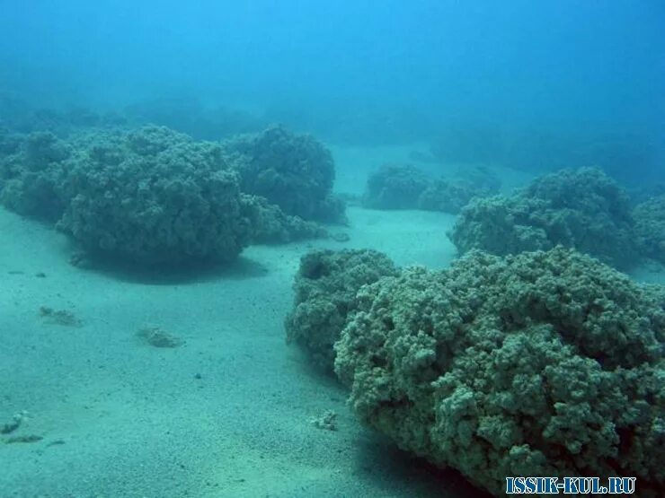 дно иссык куля. иссык-куль подводный город. подводная охота на иссык куле. дно озера иссык куль. древний город на дне озера иссык куль.