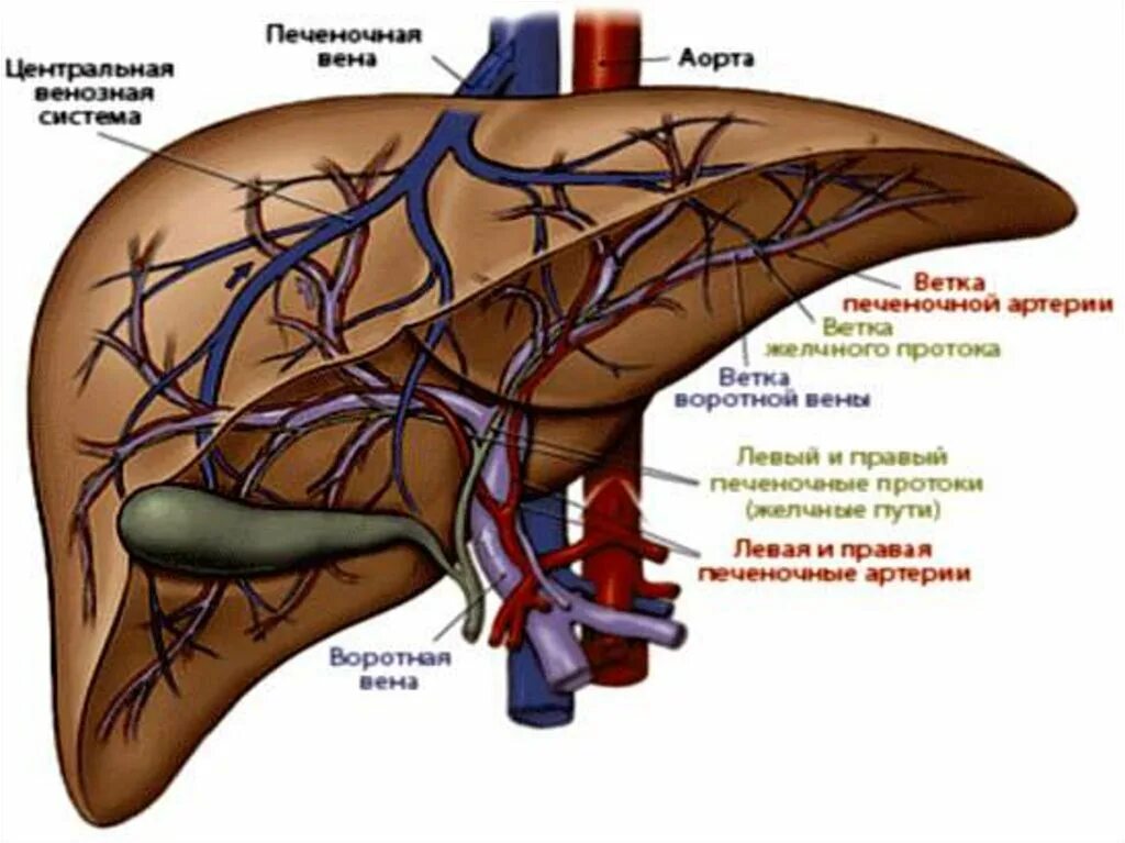 Внутриорганная топография кровеносных сосудов печени. Кровоснабжение печени анатомия воротная Вена. Кровоснабжение желчного пузыря анатомия. Печеночная артерия и воротная Вена.