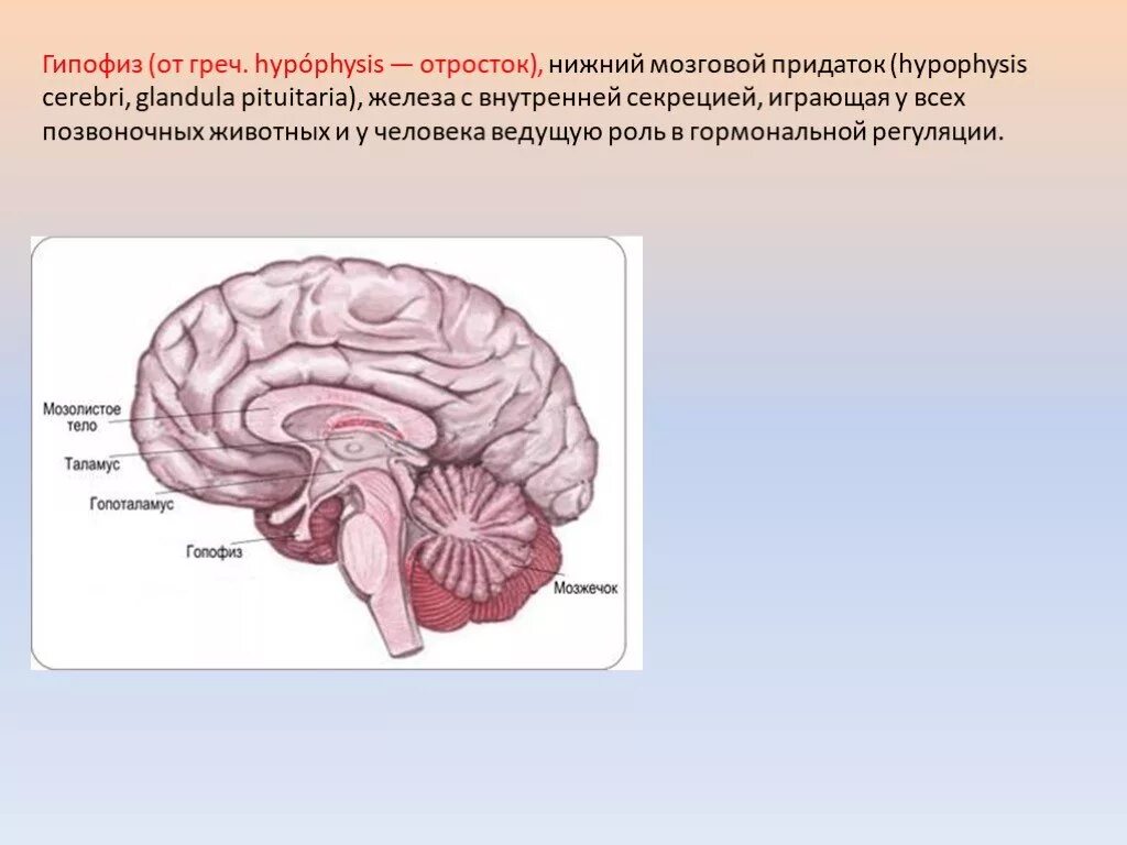 Гипофиз у животных. Гипофиз мозговой придаток. Нижний мозговой придаток. Придаток мозга. Железа мозговой придаток.