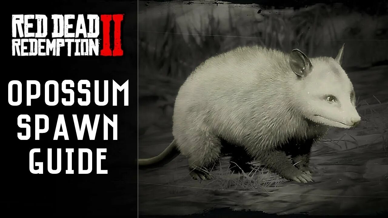 Опоссум в рдр 2. Rdr 2 опоссум. виргинский опоссум рдр2. rdr 2 опоссум где найти.