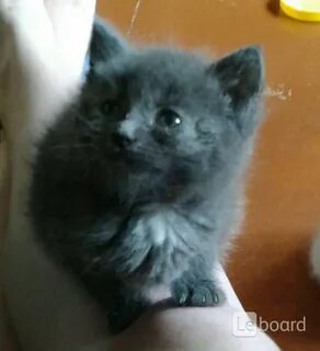 Котята в добрые руки в иванове