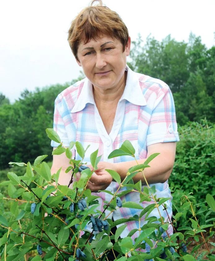 Ягодный питомник. Плодопитомники. Плодопитомник руководитель.