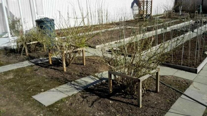 Как огородить кусты смородины. Шпалерная подвязка крыжовника. подвязать кусты крыжовника. крыжовник зехан ред. подпорки под смородины и крыжовника.