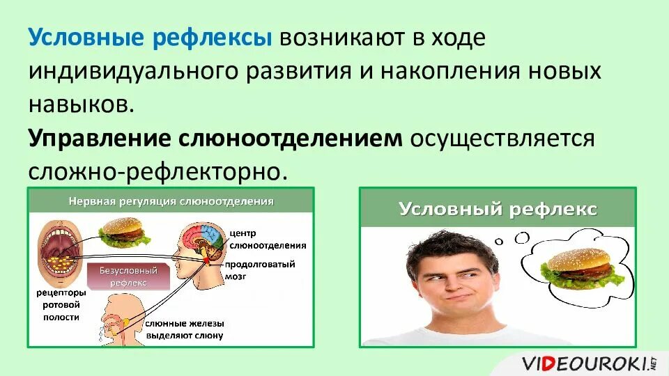 Регуляция пищеварения презентация. Регуляция пищеварения. Гигиена питания - презентация. Регуляция слюноотделения нервная и гуморальная. Нервная регуляция слюноотделения.