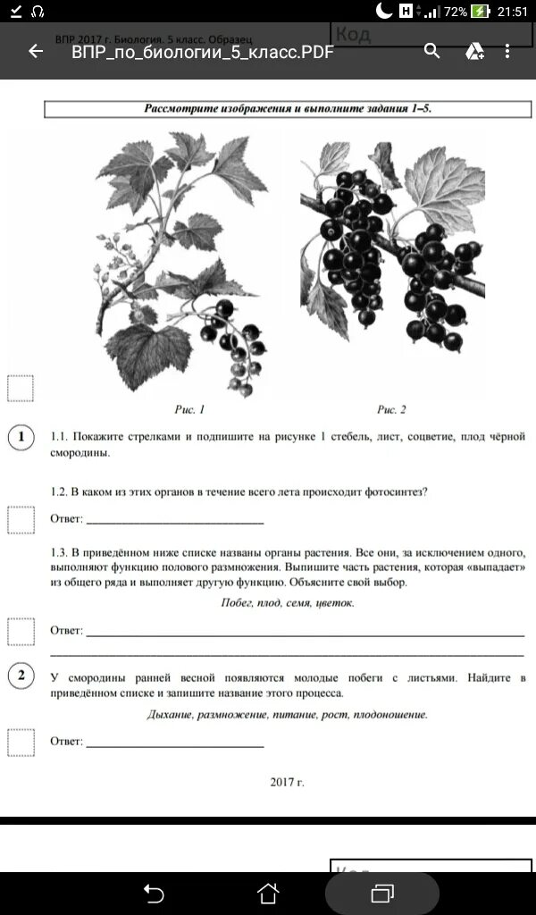 Растения ВПР. Задания. ВПР лист. ВПР по биологии 5 класс с ответами.