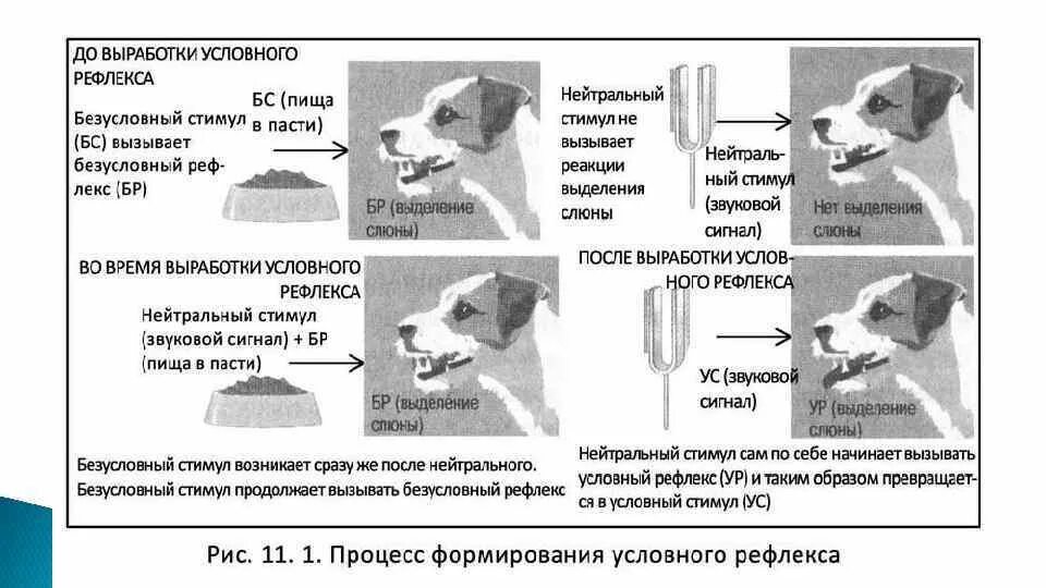 Выработка безусловных рефлексов. Механизм условного рефлекса Павлова. Условный рефлекс собаки Павлова схема. Выработка условного рефлекса у собаки Павлова. Опыт Павлова по выработке условного рефлекса.