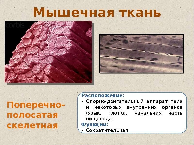 Соединительная мышца. Расположение мышечной ткани. Расположение мышечных тканей тканей. Мышечная и соединительная ткань. Ткани человека презентация.