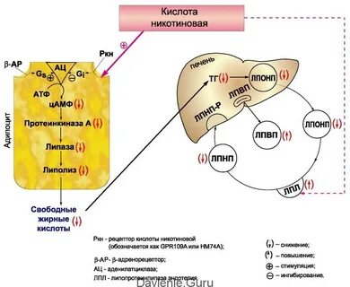 Никотиновая кислота действие