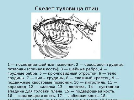 Грудина курицы