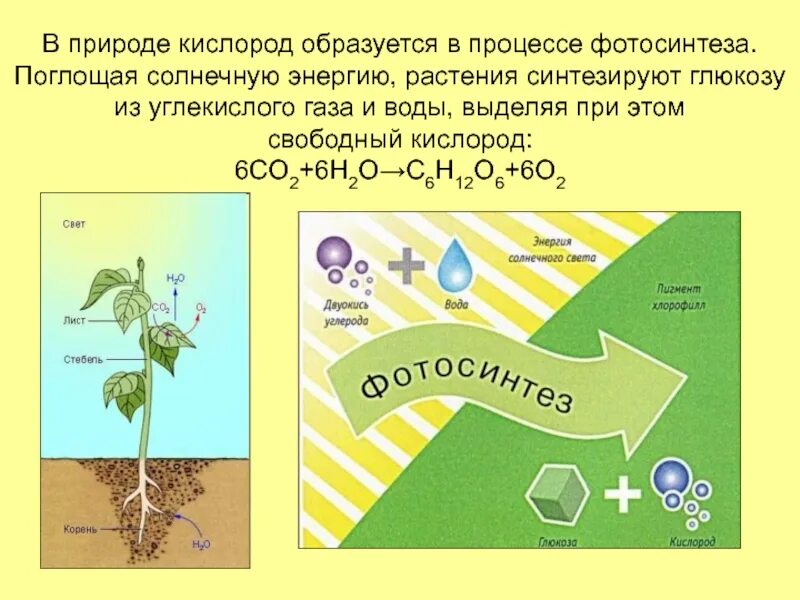 Кислород в процессе фотосинтеза. В процессе фотосинтеза кислород образуется. Растения в процессе фотосинтеза выделяют кислород. Кислород при фотосинтезе образуется в процессе.