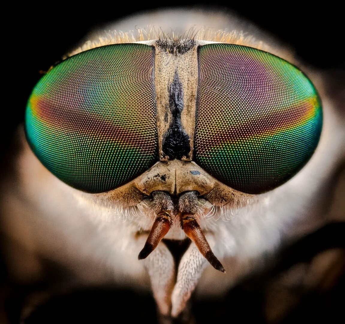 Муха в темноте. Слепни (tabanidae). муха слепень. овод златоглазик. слепень златоглазик.