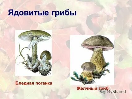 Ядовитые грибы картинки для детей