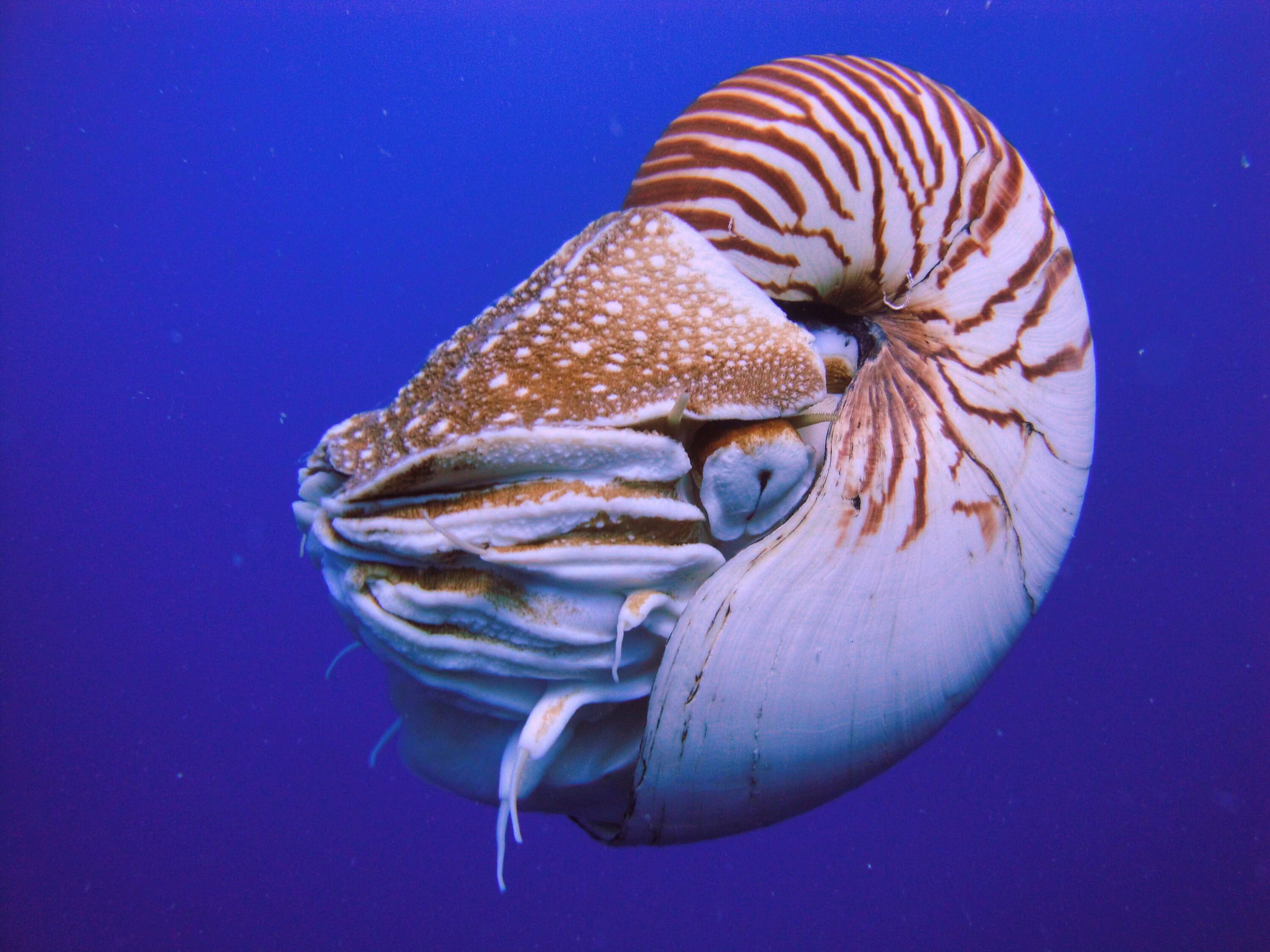 Три примера животных моллюски. Головоногие моллюски Наутилус. Наутилус Помпилиус моллюск. Наутилус Помпилиус моллюсуи. Наутилус головоногий моллюск раковина.