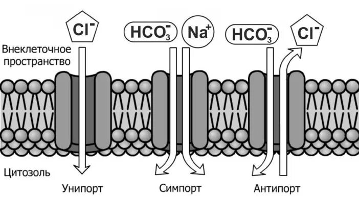 Какой вид мембранного транспорта показан на рисунке. Облегченная диффузия Унипорт. Облегченная диффузия Унипорт симпорт антипорт. Активный антипорт и симпорт. Биологические мембраны симпорт Унипорт.