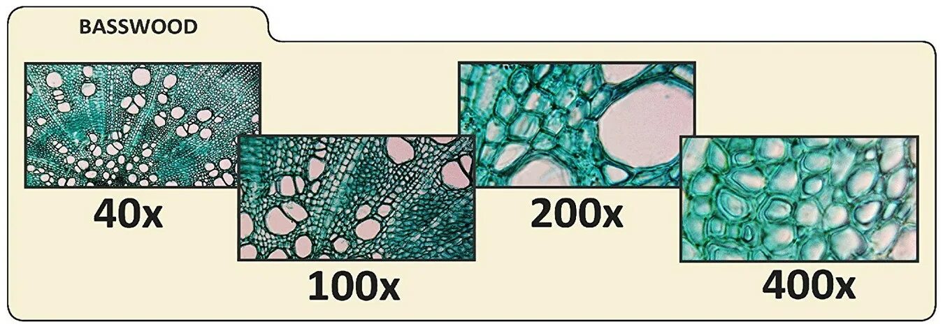 Увеличение 40 крат микроскоп. Увеличение 100 крат микроскоп. Увеличение в 100 раз микроскоп. Разное увеличение микроскопа.