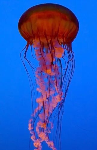 Sea nettles and medusa: a world atlas of jellyfish - in pictures Types of jellyf